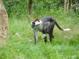 Collared Mangabey at the Apenheul zoo