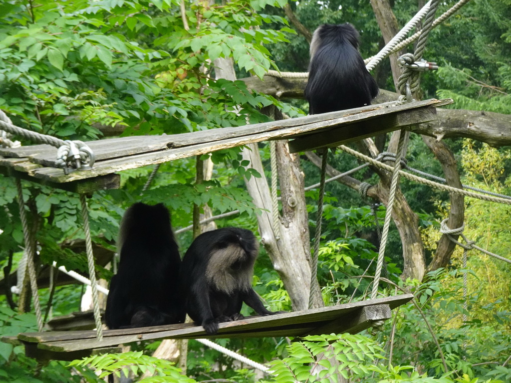 Lion-tailed Macaques at the Apenheul zoo