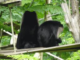Lion-tailed Macaques at the Apenheul zoo