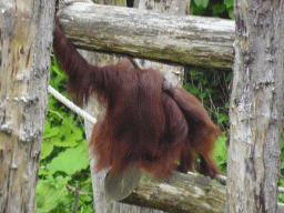 Orangutans at the Apenheul zoo