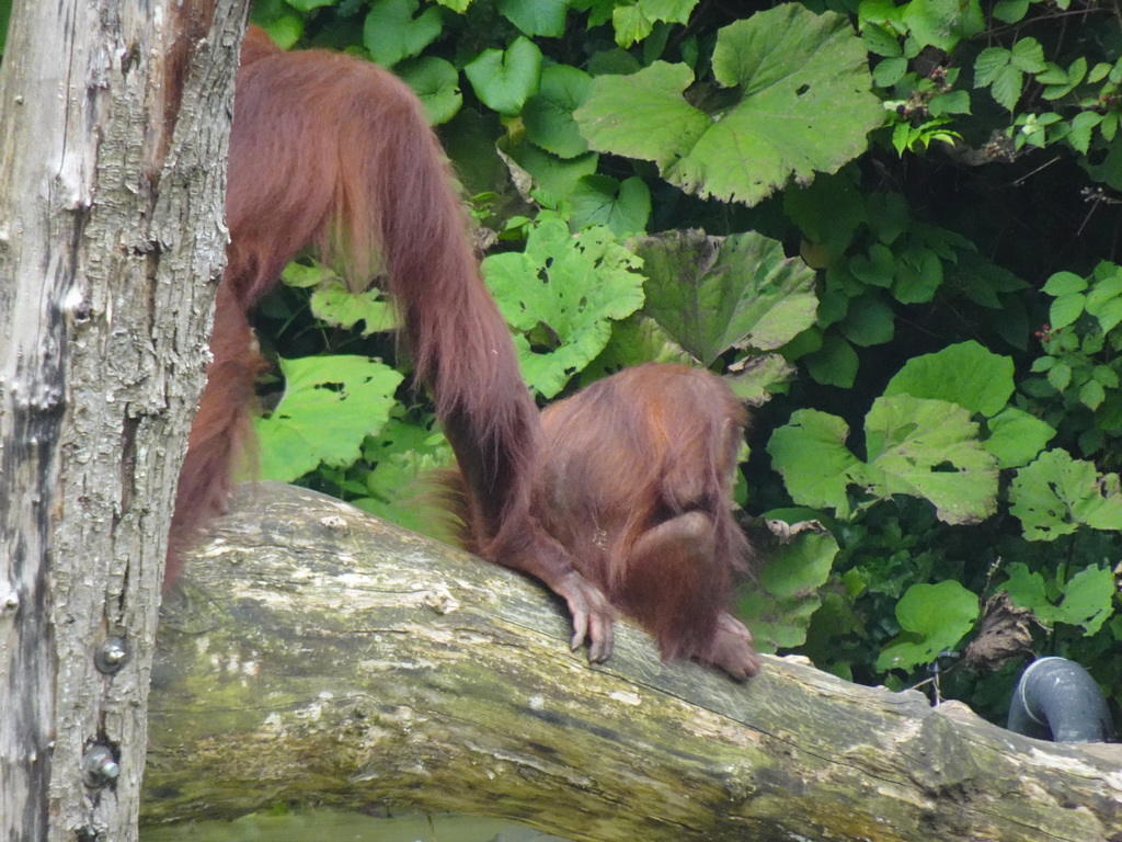 Orangutans at the Apenheul zoo