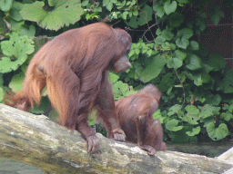 Orangutans at the Apenheul zoo