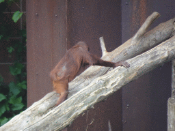 Young Orangutan at the Apenheul zoo