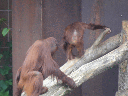 Orangutans at the Apenheul zoo