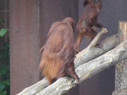 Orangutans at the Apenheul zoo