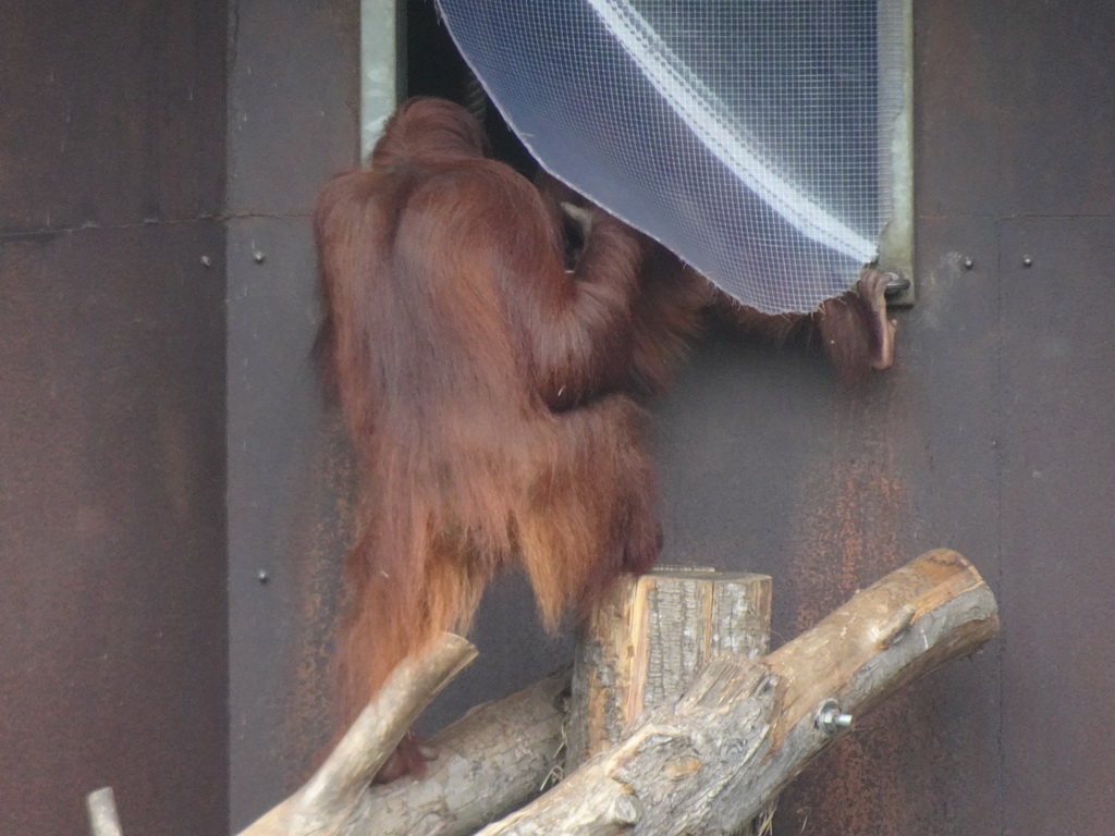 Orangutans at the Apenheul zoo