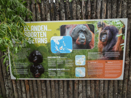Information on the Orangutan at the Apenheul zoo