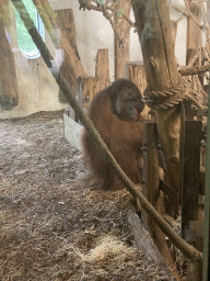 Orangutan at the Orangutan building at the Apenheul zoo