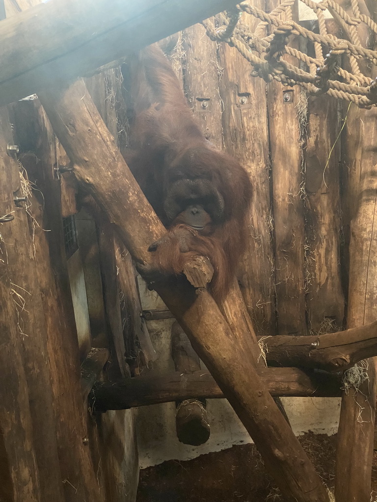 Orangutan at the Orangutan building at the Apenheul zoo