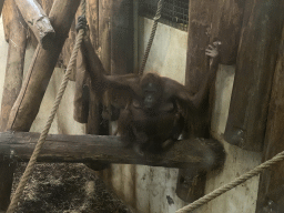 Orangutan at the Orangutan building at the Apenheul zoo