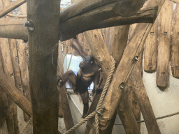 Orangutan at the Orangutan building at the Apenheul zoo