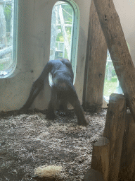 Orangutan at the Orangutan building at the Apenheul zoo