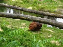 Orangutan at the Apenheul zoo