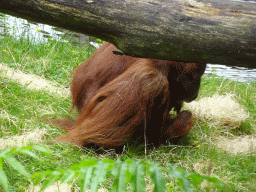 Orangutan at the Apenheul zoo