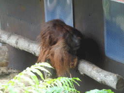 Orangutan at the Apenheul zoo