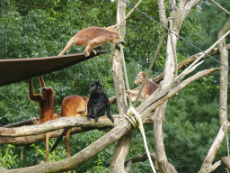 East Javan Langurs at the Apenheul zoo