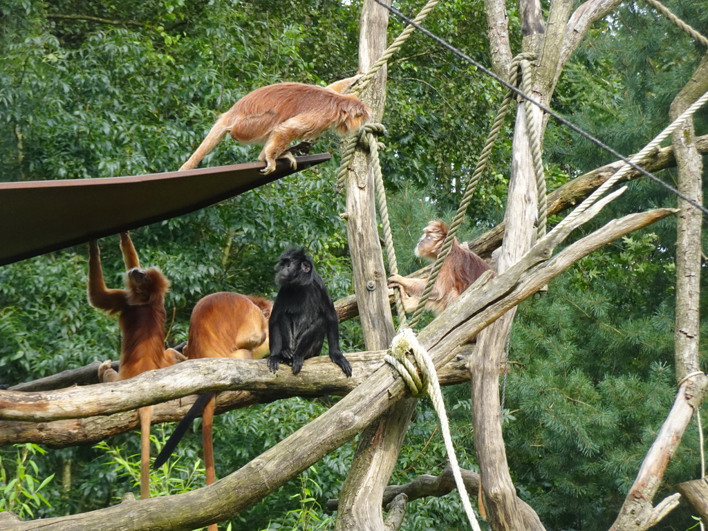 East Javan Langurs at the Apenheul zoo