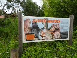 Information on the East Javan Langur at the Apenheul zoo