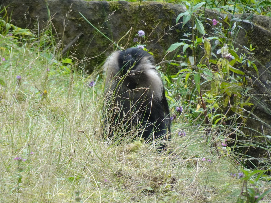 Lion-tailed Macaque at the Apenheul zoo