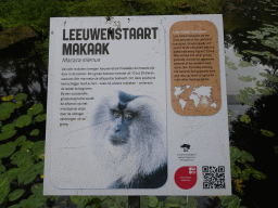 Explanation on the Lion-tailed Macaque at the Apenheul zoo