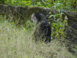 Lion-tailed Macaque at the Apenheul zoo