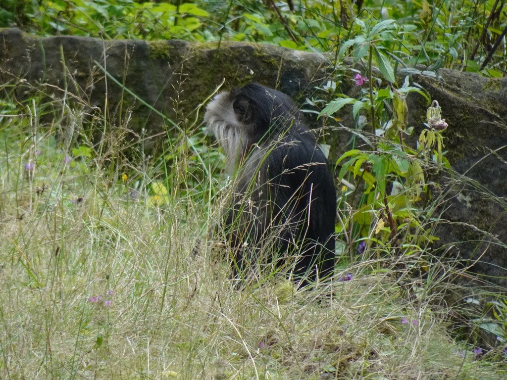 Lion-tailed Macaque at the Apenheul zoo