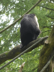 Lion-tailed Macaque at the Apenheul zoo