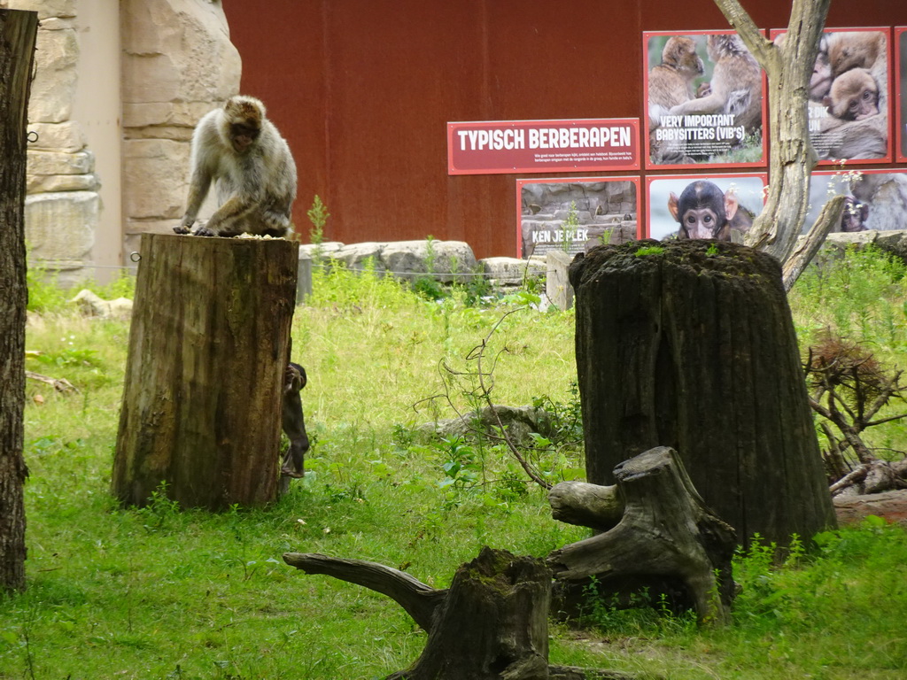 Barbary macaques at the Apenheul zoo, with explanation