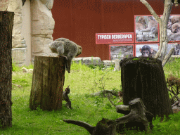 Barbary macaques at the Apenheul zoo, with explanation