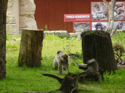 Barbary macaques at the Apenheul zoo, with explanation