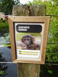 Information on the baby Barbary macaques at the Apenheul zoo