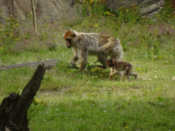 Barbary macaques at the Apenheul zoo