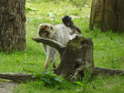 Barbary macaques at the Apenheul zoo
