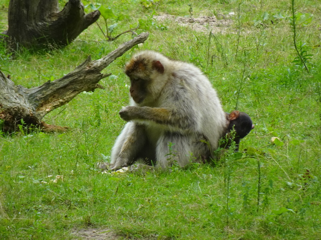 Barbary macaques at the Apenheul zoo