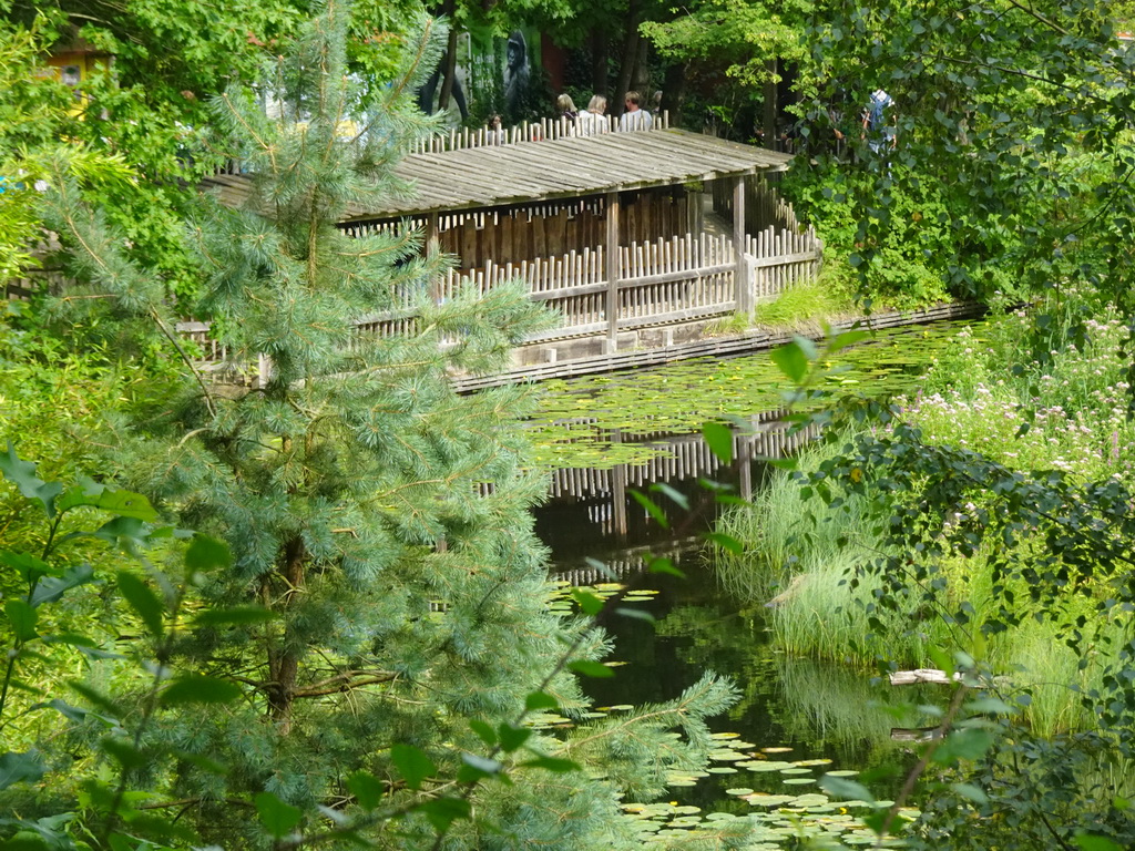 Pond at the Apenheul zoo