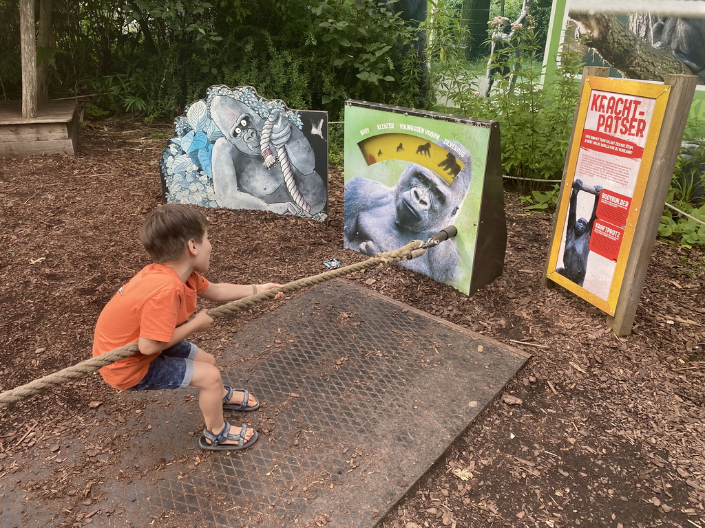 Max playing a rope pulling game at the Gorilla World at the Apenheul zoo