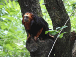 Golden-headed Lion Tamarin at the Apenheul zoo