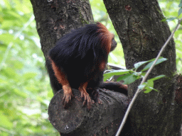 Golden-headed Lion Tamarin at the Apenheul zoo