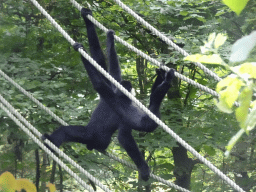 Hainan Black Crested Gibbons at the Apenheul zoo