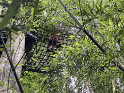 Max on a rope bridge at the Waaghals playground at the Apenheul zoo