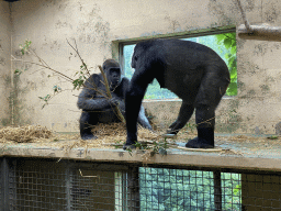 Gorillas at the Gorilla building at the Apenheul zoo