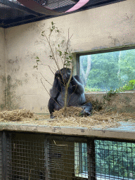 Gorilla at the Gorilla building at the Apenheul zoo