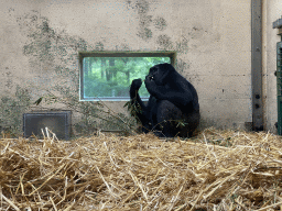 Gorilla at the Gorilla building at the Apenheul zoo