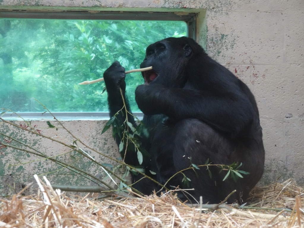 Gorilla at the Gorilla building at the Apenheul zoo