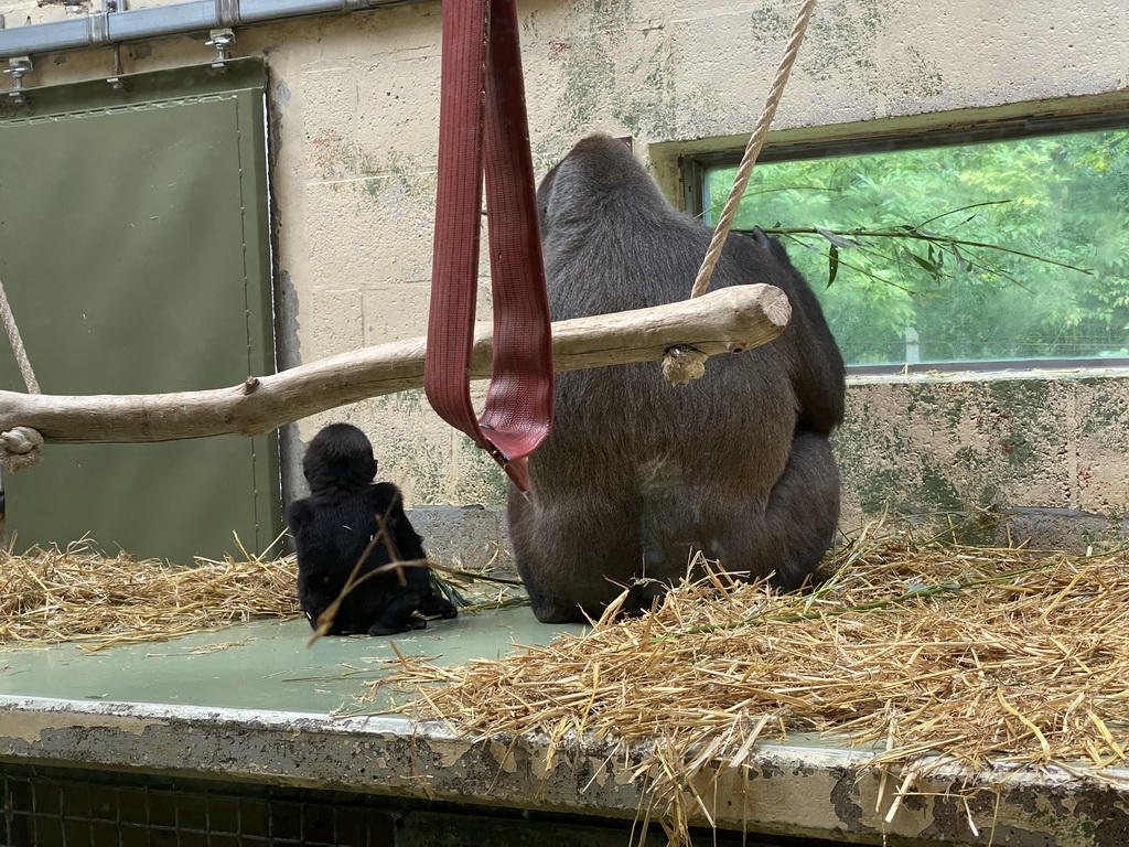 Gorillas at the Gorilla building at the Apenheul zoo