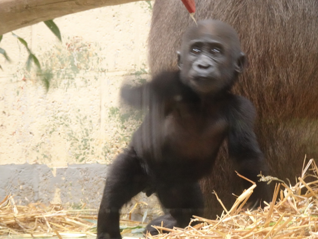 Baby Gorilla at the Gorilla building at the Apenheul zoo