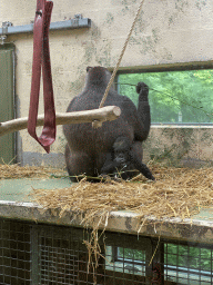 Gorillas at the Gorilla building at the Apenheul zoo