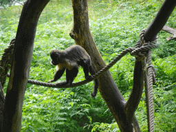 Colombian Red Howler at the Apenheul zoo