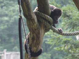 Colombian Red Howler at the Apenheul zoo