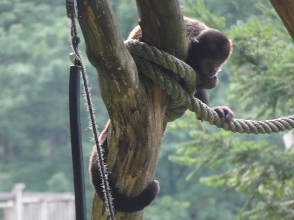 Colombian Red Howler at the Apenheul zoo